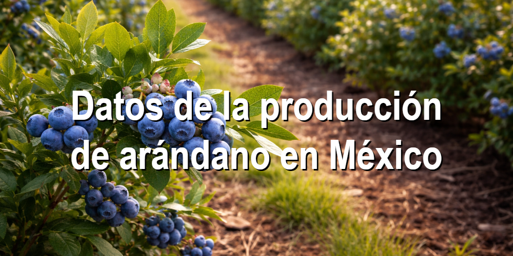Datos de la producción de arándano en México