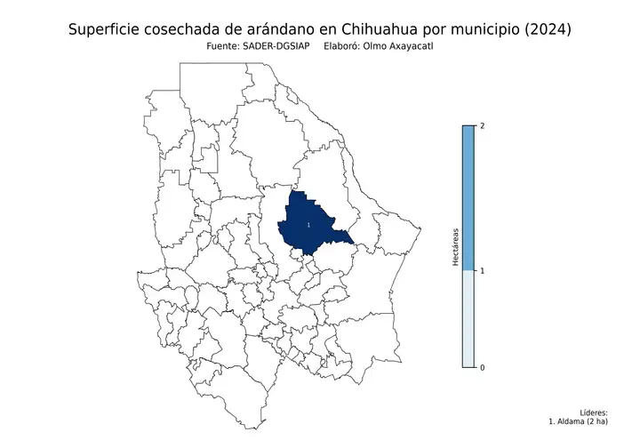 Superficie cosechada de arándano en Chihuahua por municipio