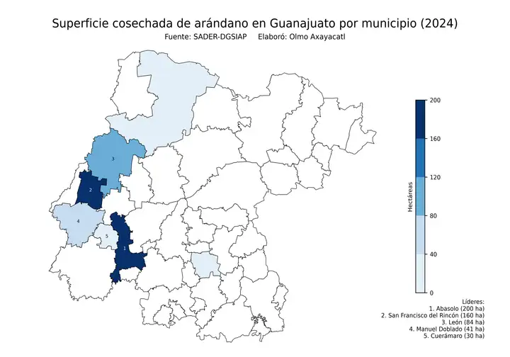 Superficie cosechada de arándano en Guanajuato por municipio