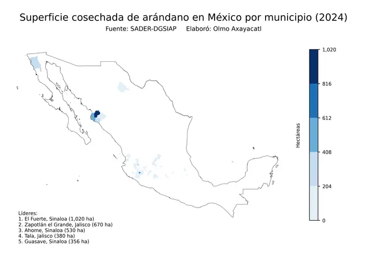 Superficie cosechada de arándano en México por municipio